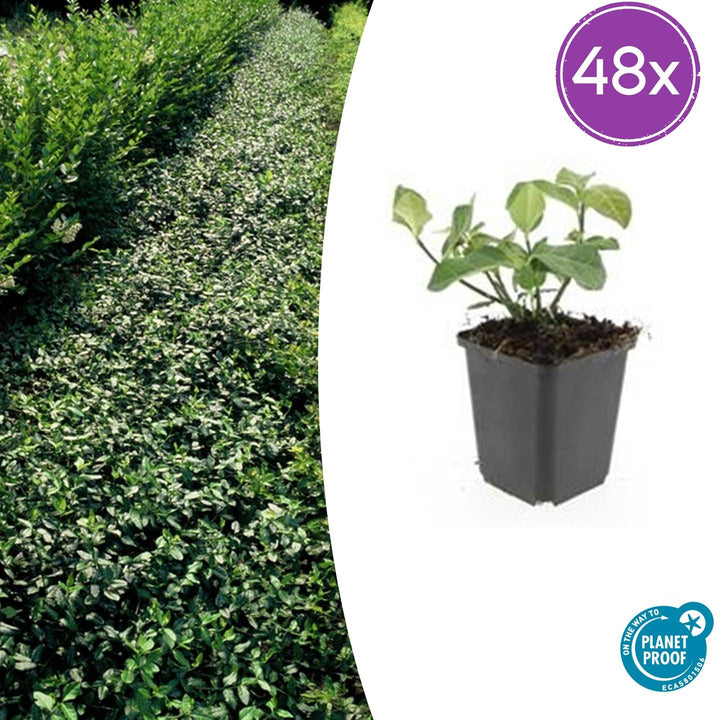 Euonymus fort. &