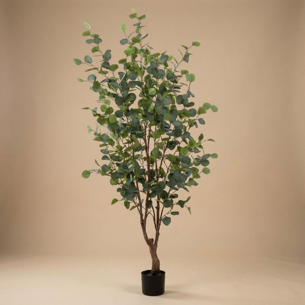 Eucalyptus boom, groeiwijze van de plant