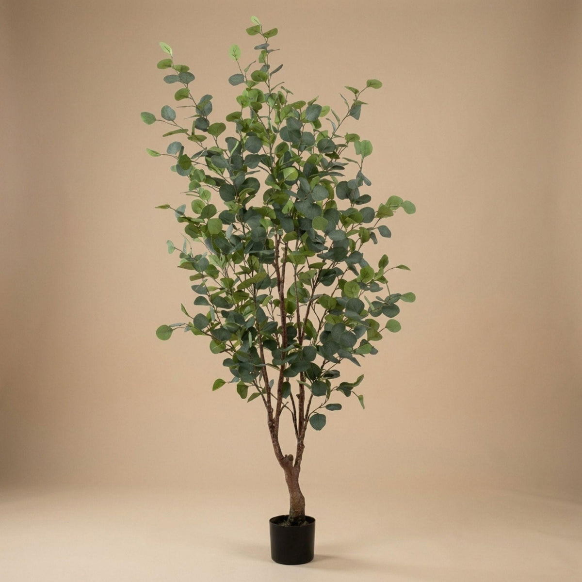 Eucalyptus boom, groeiwijze van de plant