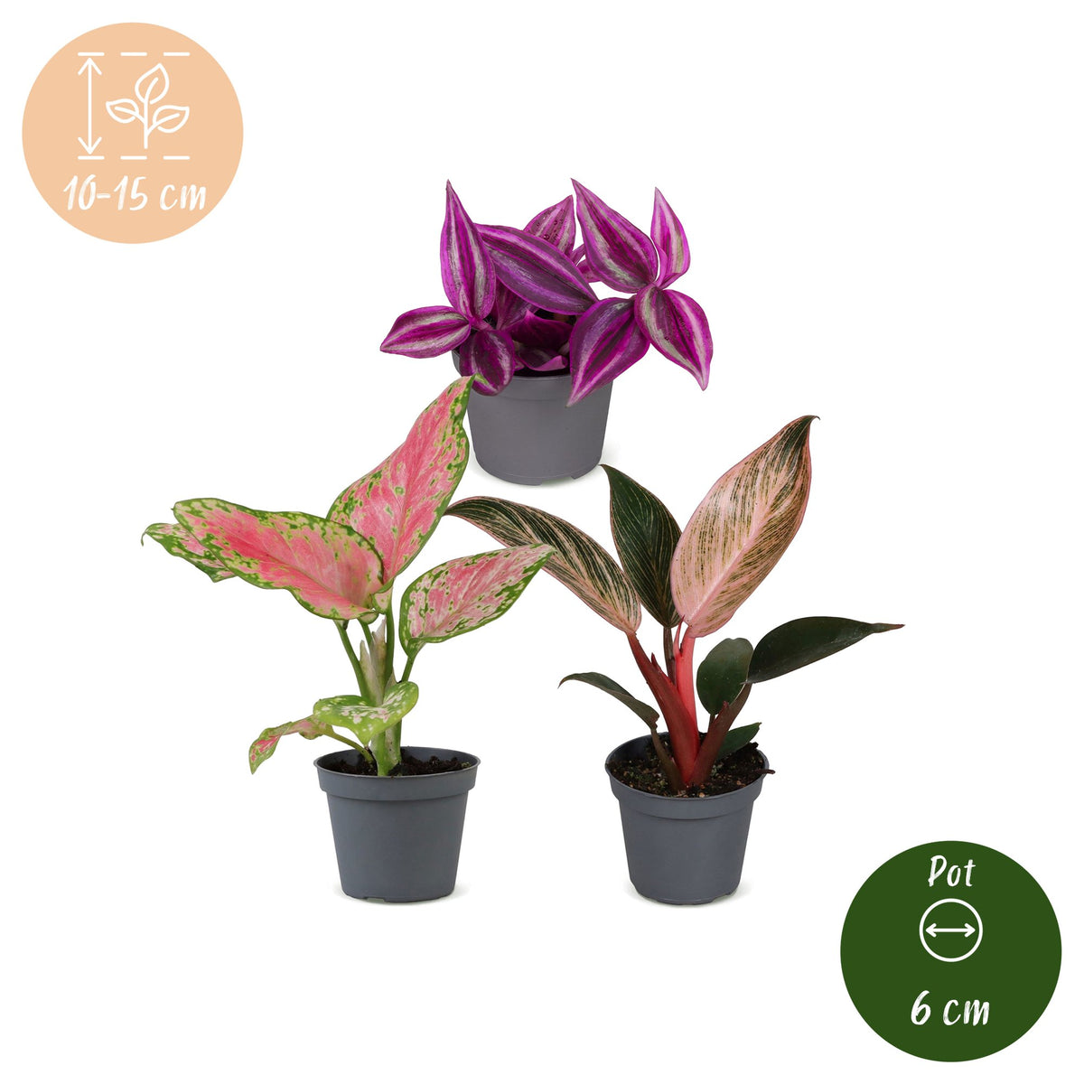 Baby Paradise Mix met jonge tropische kamerplanten