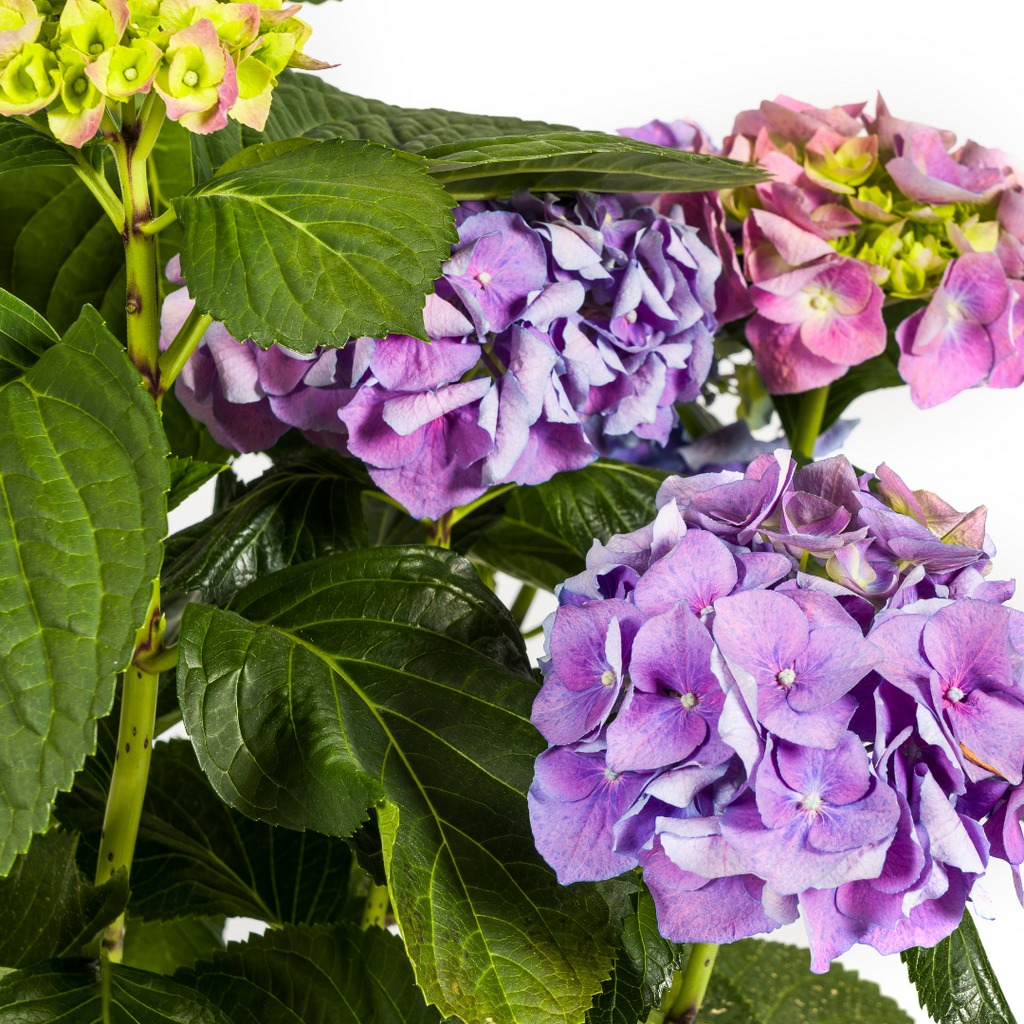 Productafbeelding van Pureplant