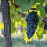 Vitis vinifera Boskoop Glory