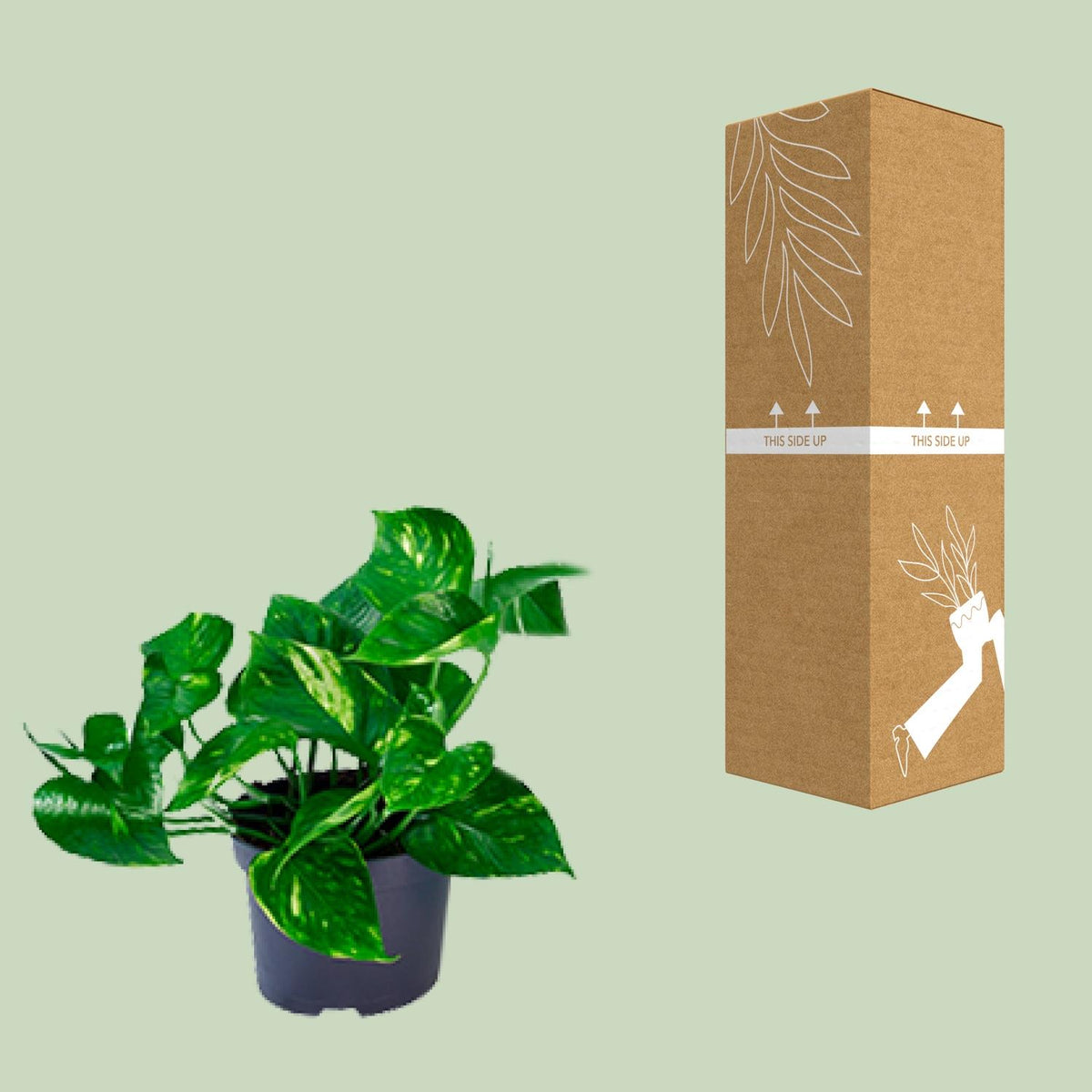 Detailfoto van Epipremnum aureum, scindapsus met bont hartvormig blad