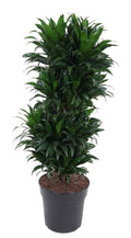 Productfoto van Dracaena Compacta Vertakt