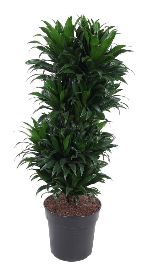 Productfoto van Dracaena Compacta Vertakt