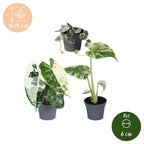 3x Baby Variegata Mix - Diversen - Tropisch - Ø6cm - ↕10-15cm, groeiwijze van de plant