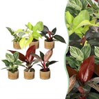 6x Baby Philodendron Family