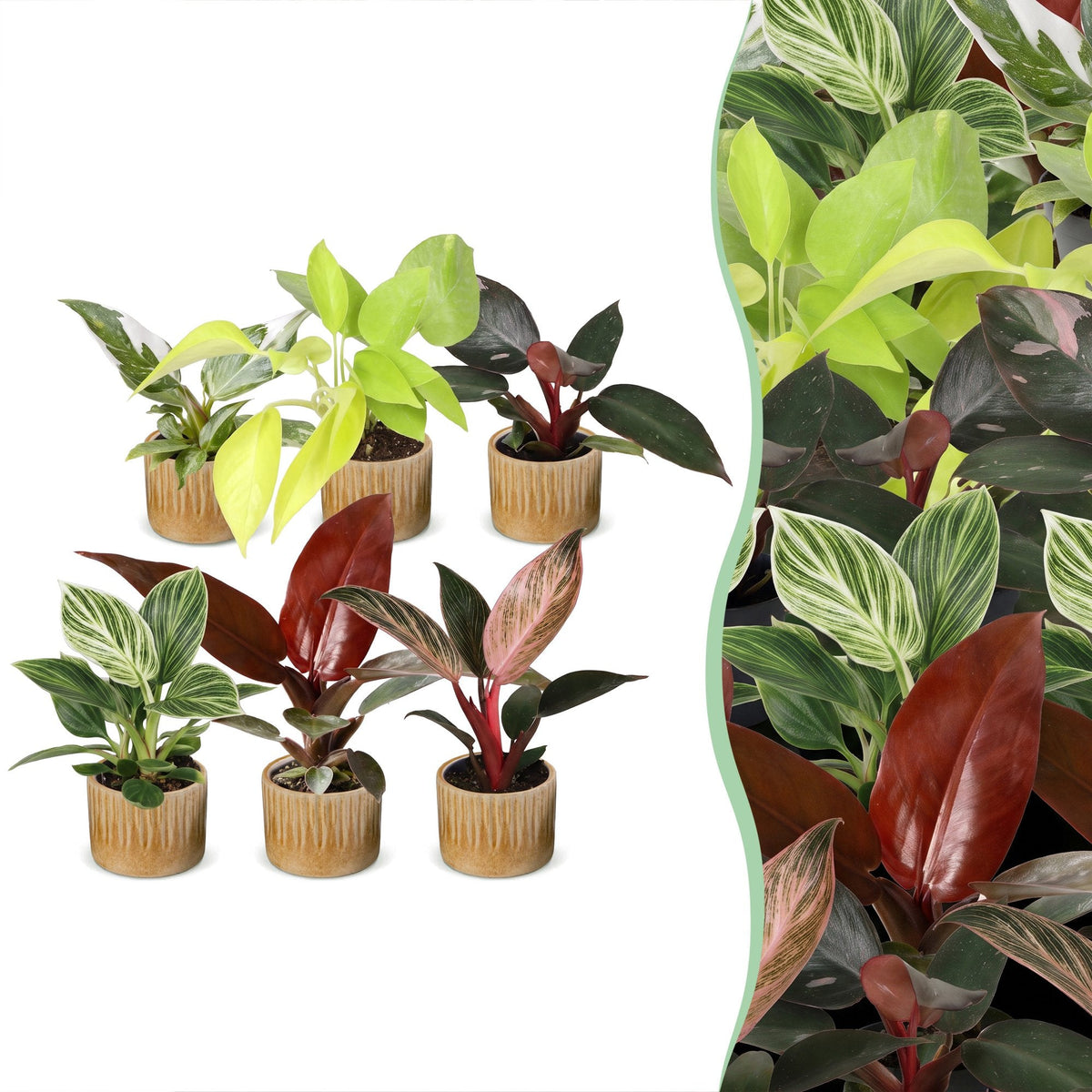 6x Baby Philodendron Family