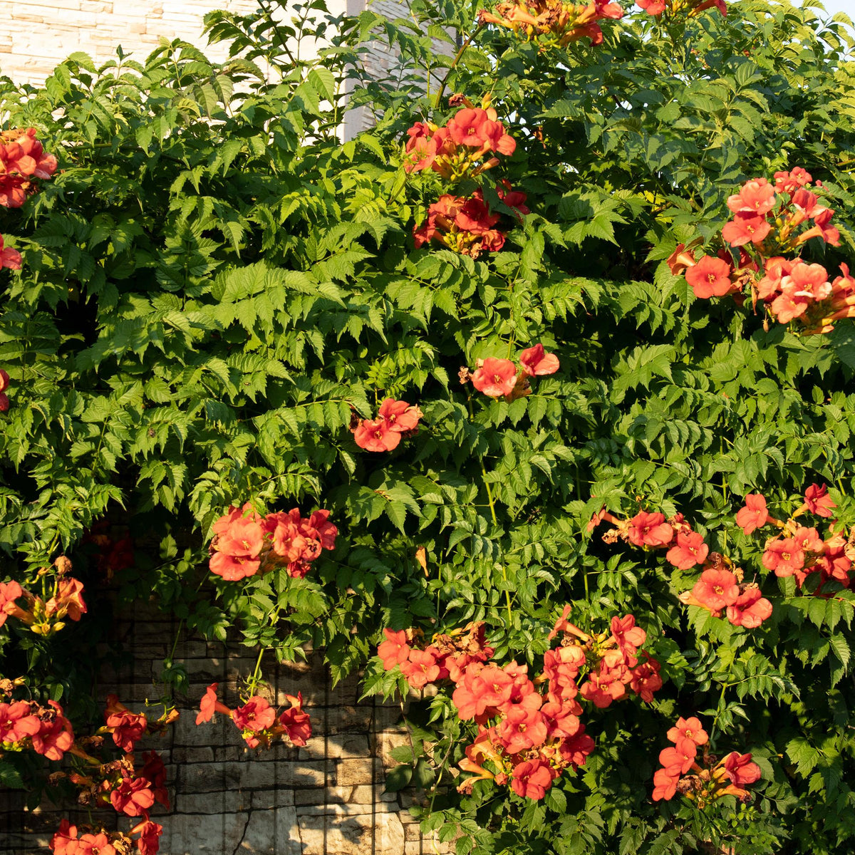 Campsis radicans Madame Galen, plant in pot