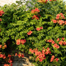 Campsis radicans Madame Galen