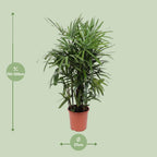 Detailfoto van Rhapis Excelsa