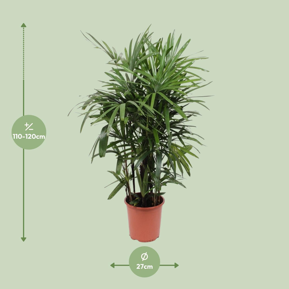 Detailfoto van Rhapis Excelsa