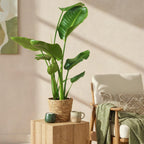 Stelitzia Nicolai met mand, plant in pot