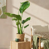 Stelitzia Nicolai met mand