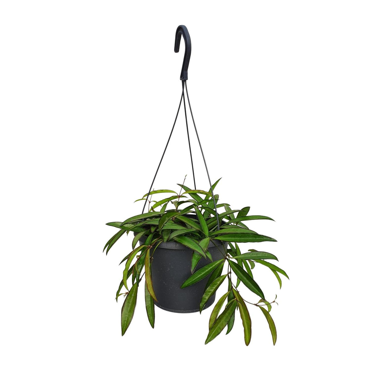 Productafbeelding van Pureplant