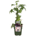 Detailfoto van Rubus fruticosus 'Thornless Evergreen' - Doornloze Braam