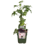 Detailfoto van Rubus fruticosus 'Thornless Evergreen' - Doornloze Braam