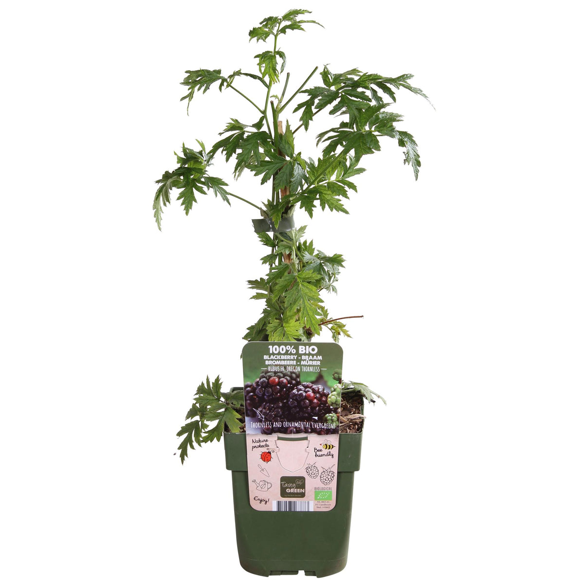 Detailfoto van Rubus fruticosus 'Thornless Evergreen' - Doornloze Braam