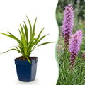 Lampenkruid Liatris spicata paars