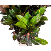 Codiaeum &