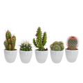 Productfoto van Cactus mix