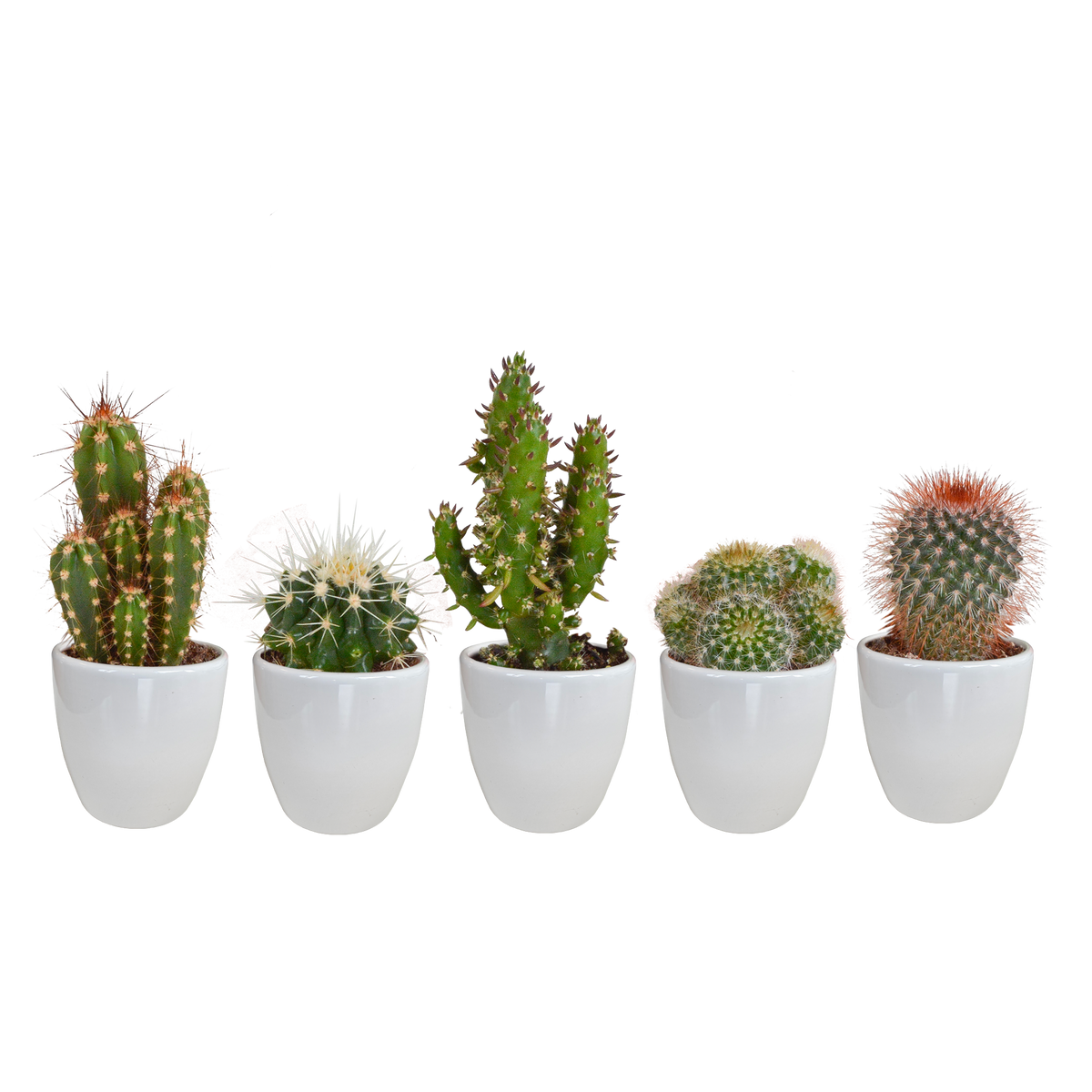 Productfoto van Cactus mix