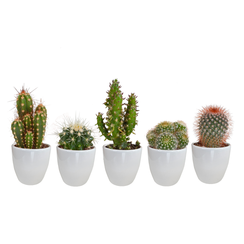 Productfoto van Cactus mix
