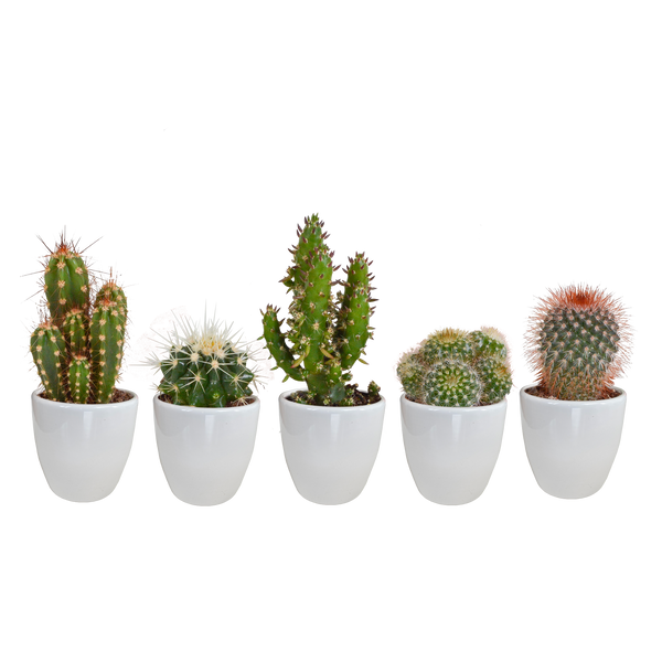 Cactus mix