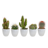 Cactus mix
