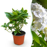 Bolhortensia, heester met witte bloembollen
