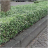 1 meter bonte Kardinaalsmuts haag - Euonymus fortunei 'Emerald Gaiety' - Set van 6 haagplanten - Groenblijvende haag