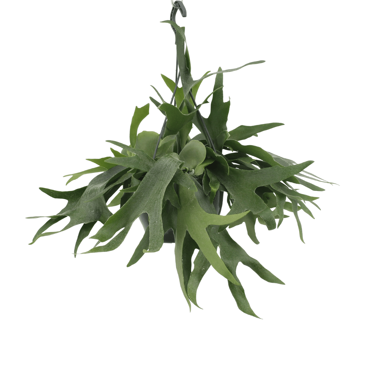 Detailfoto van Platycerium Hertshoorn Hang