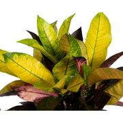 Codiaeum &