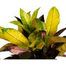 Codiaeum 'Croton' Iceton