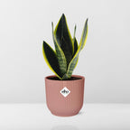 Detailfoto van Sansevieria Futura Superba in ELHO Vibes Fold 14cm roze