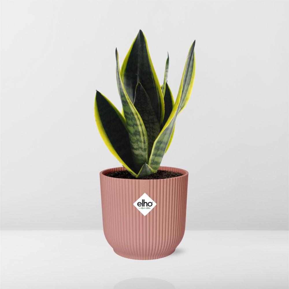 Detailfoto van Sansevieria Futura Superba in ELHO Vibes Fold 14cm roze