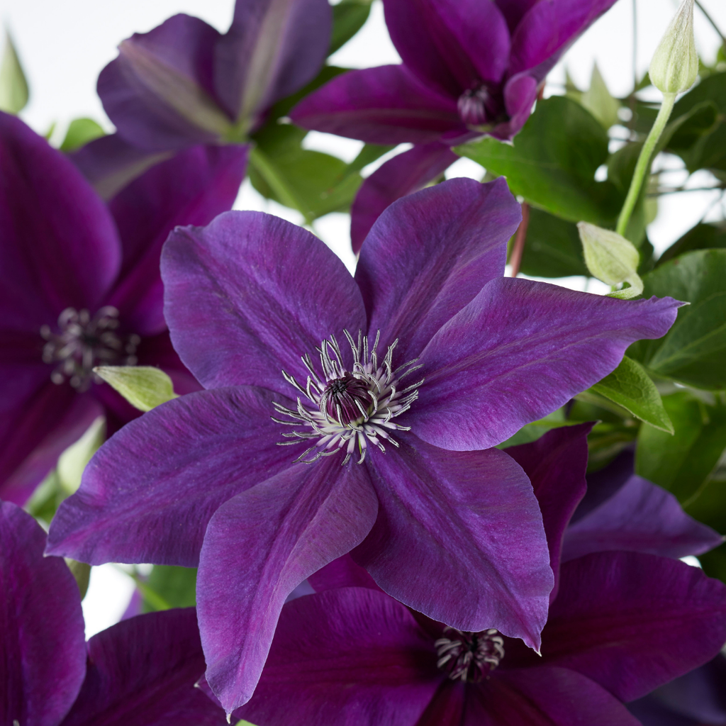 Clematis Double Up Barnadine + Masa, bloeiende klimplant, plant in pot