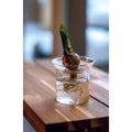 Productfoto van Propagation vase M