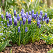 Breedbladig blauw druifje Muscari latifolium, foto 2