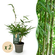 Fargesia robusta Pingwu, 35 cm hoog