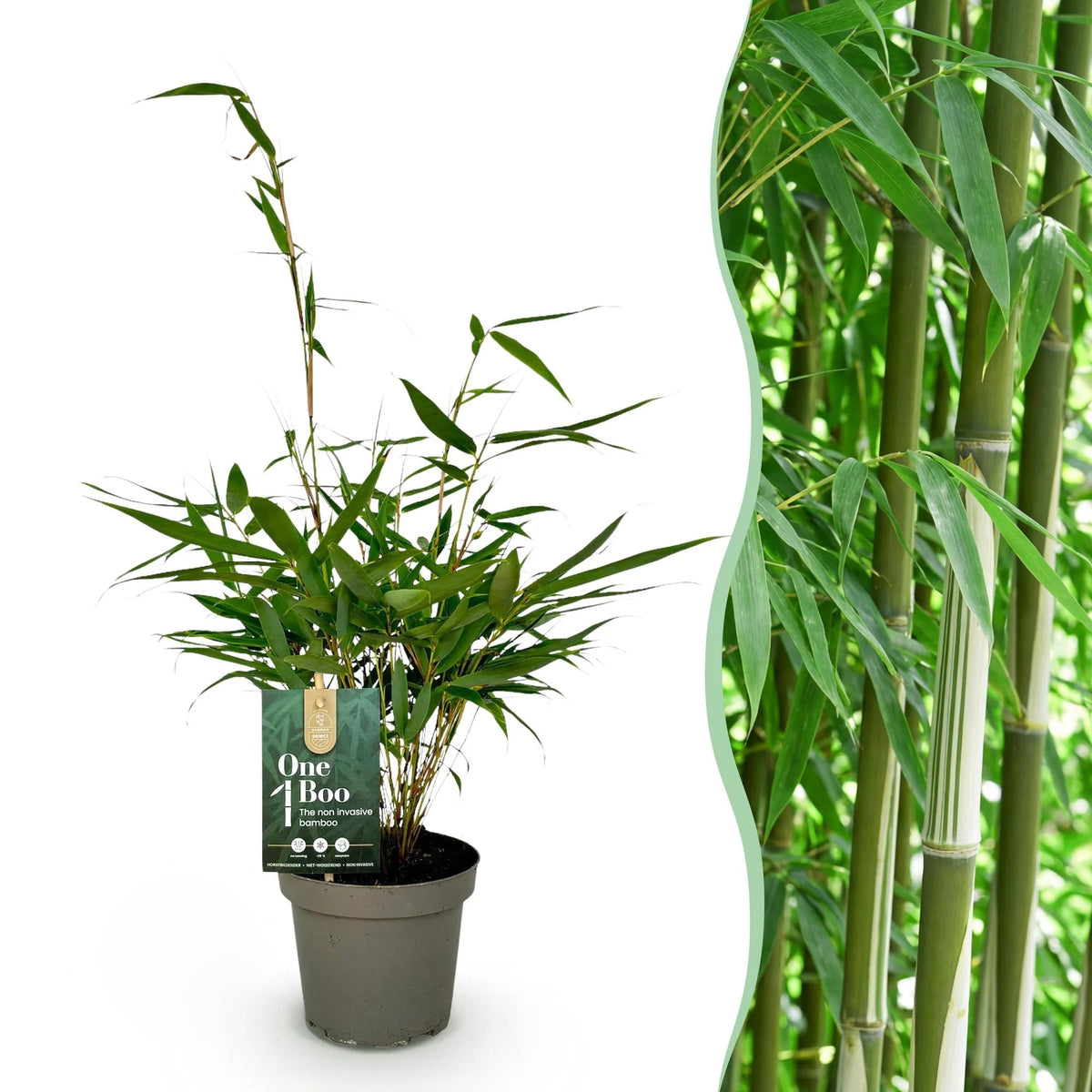 Fargesia robusta Pingwu, 35 cm hoog, plant in pot