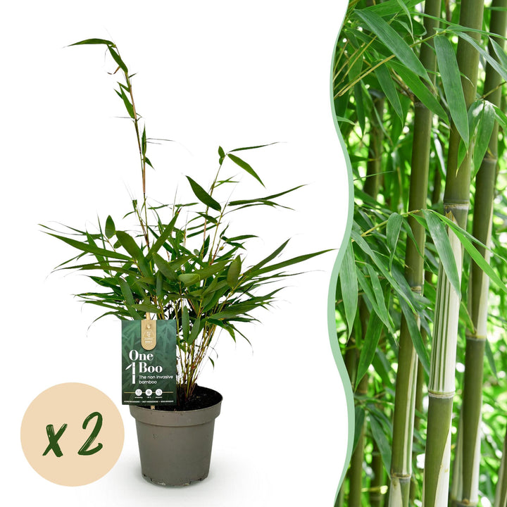 Fargesia robusta Pingwu, 35 cm hoog