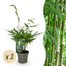 Fargesia robusta Pingwu, 35 cm hoog