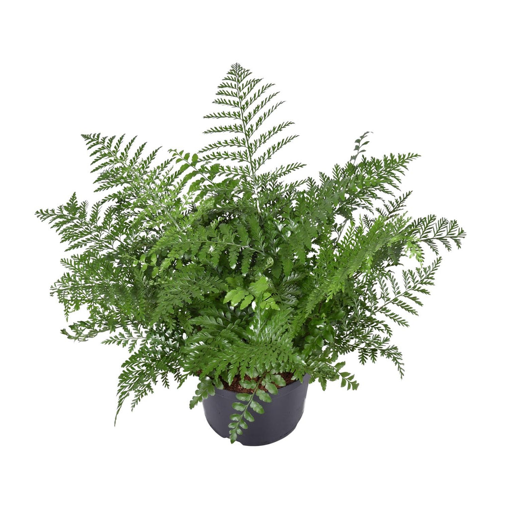 Asplenium Parvati, plant in pot