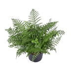 Asplenium Parvati, plant in pot