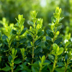 BetterBuxus Babylon Beauty, tegen buxusschimmel, gezonde plant voor binnen of in de tuin