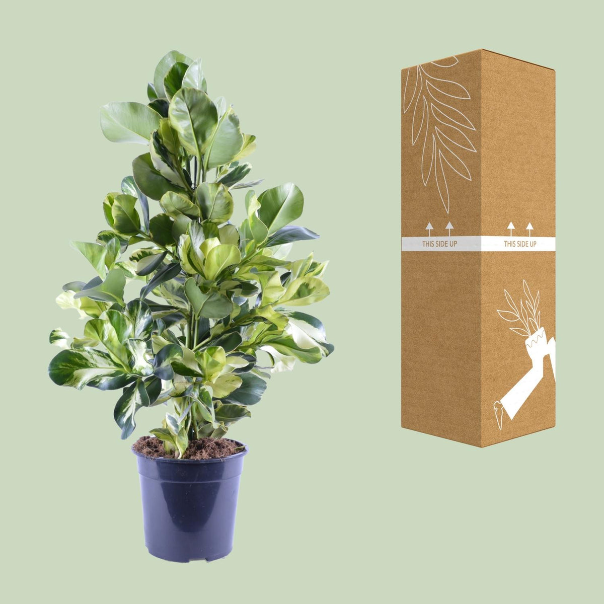 Detailfoto van Clusia Rosea White Star