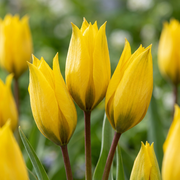 Bostulp Tulipa sylvestris bloembollen, geel