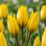 Bostulp Tulipa sylvestris bloembollen, geel
