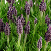 Franse lavendel Anouk, set van 6 planten